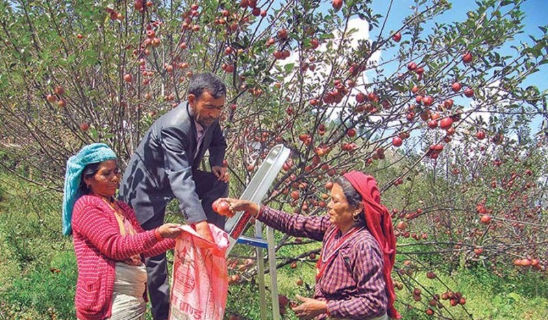 जुम्लाका स्याउ किसानले पाए क्षतिपूर्ति